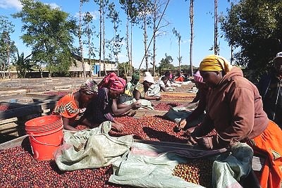 GDM Farm is a large-scale farm located at Mlowo Town, Mbeya Region, Tanzania. The facility is managed cleanly and high-quality coffee is carefully produced by hand with Tanzania local farmers.