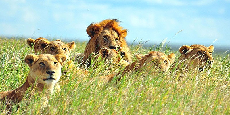Lions in Serengeti